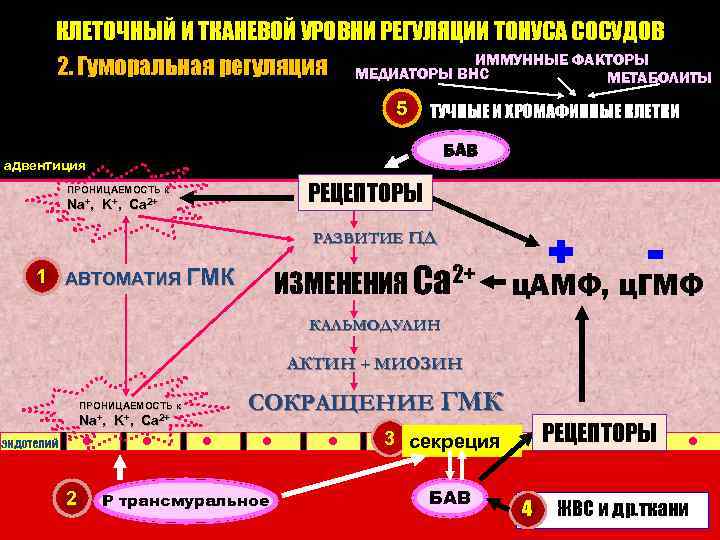 Презентация гормоны и медиаторы иммунной системы