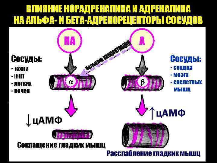 ВЛИЯНИЕ НОРАДРЕНАЛИНА И АДРЕНАЛИНА НА АЛЬФА- И БЕТА-АДРЕНОРЕЦЕПТОРЫ СОСУДОВ НА А Сосуды: - кожи