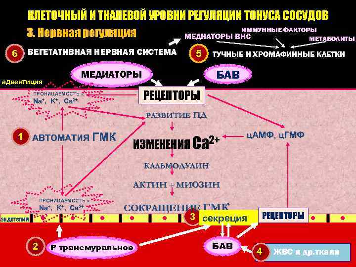 КЛЕТОЧНЫЙ И ТКАНЕВОЙ УРОВНИ РЕГУЛЯЦИИ ТОНУСА СОСУДОВ ИММУННЫЕ ФАКТОРЫ 3. Нервная регуляция МЕДИАТОРЫ ВНС
