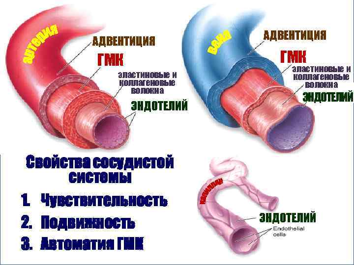 АДВЕНТИЦИЯ ГМК эластиновые и коллагеновые волокна ЭНДОТЕЛИЙ Свойства сосудистой системы 1. Чувствительность 2. Подвижность
