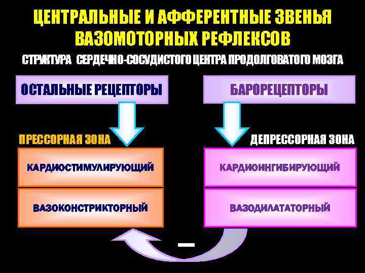 ЦЕНТРАЛЬНЫЕ И АФФЕРЕНТНЫЕ ЗВЕНЬЯ ВАЗОМОТОРНЫХ РЕФЛЕКСОВ СТРУКТУРА СЕРДЕЧНО-СОСУДИСТОГО ЦЕНТРА ПРОДОЛГОВАТОГО МОЗГА БАРОРЕЦЕПТОРЫ ОСТАЛЬНЫЕ РЕЦЕПТОРЫ