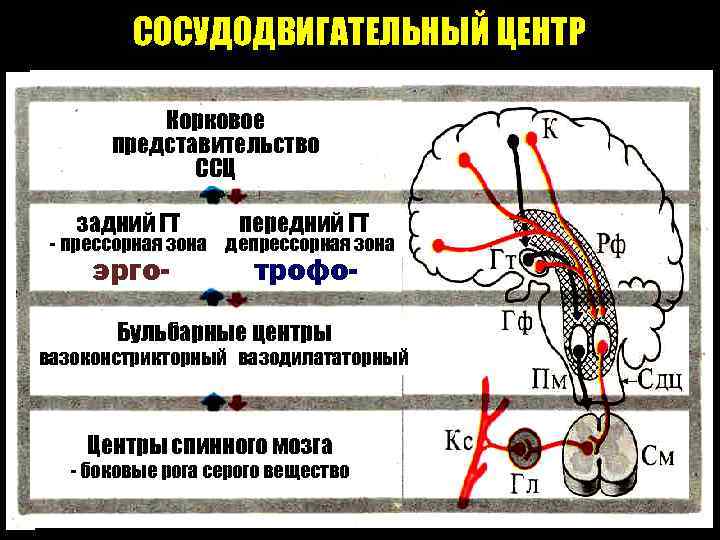 Сосудодвигательный центр находится в мозге