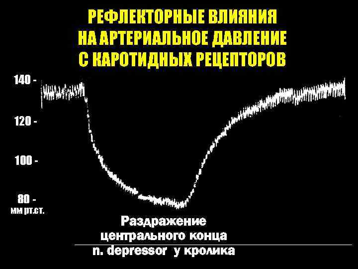 РЕФЛЕКТОРНЫЕ ВЛИЯНИЯ НА АРТЕРИАЛЬНОЕ ДАВЛЕНИЕ С КАРОТИДНЫХ РЕЦЕПТОРОВ 140 120 100 80 - мм
