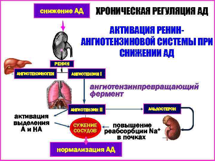 снижение АД ХРОНИЧЕСКАЯ РЕГУЛЯЦИЯ АД АКТИВАЦИЯ РЕНИНАНГИОТЕНЗИНОВОЙ СИСТЕМЫ ПРИ СНИЖЕНИИ АД РЕНИН АНГИОТЕНЗИНОГЕН АНГИОТЕНЗИН