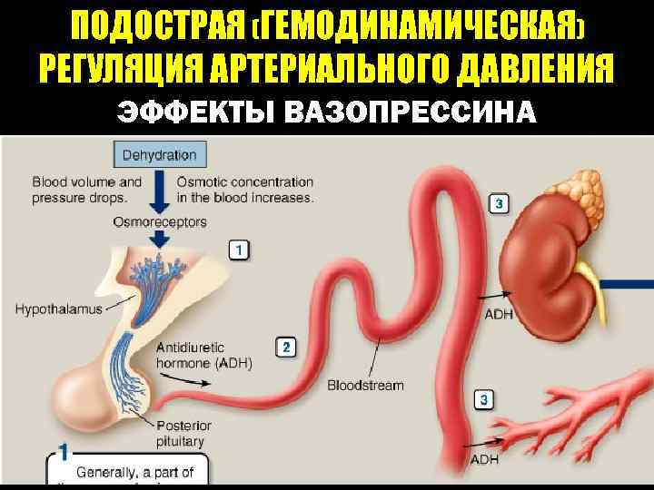 ПОДОСТРАЯ (ГЕМОДИНАМИЧЕСКАЯ) РЕГУЛЯЦИЯ АРТЕРИАЛЬНОГО ДАВЛЕНИЯ ЭФФЕКТЫ ВАЗОПРЕССИНА 
