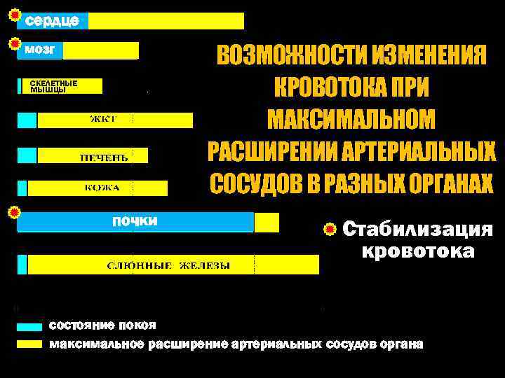сердце ВОЗМОЖНОСТИ ИЗМЕНЕНИЯ КРОВОТОКА ПРИ МАКСИМАЛЬНОМ РАСШИРЕНИИ АРТЕРИАЛЬНЫХ СОСУДОВ В РАЗНЫХ ОРГАНАХ мозг СКЕЛЕТНЫЕ