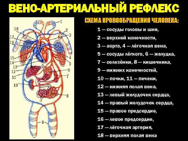 Вен 6. Круги кровообращения человека схема. Сосуды к голове и верхним конечностям. Вено артериальный рефлекс. Сердце человека схема кровообращения.