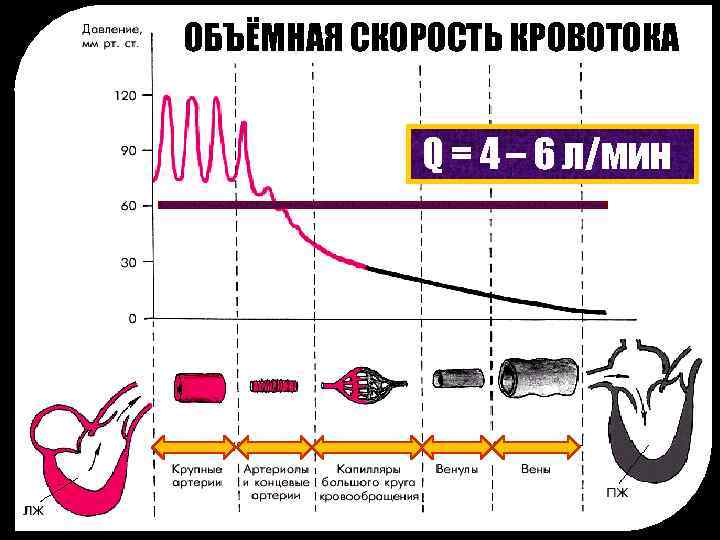 ОБЪЁМНАЯ СКОРОСТЬ КРОВОТОКА Q = 4 – 6 л/мин 