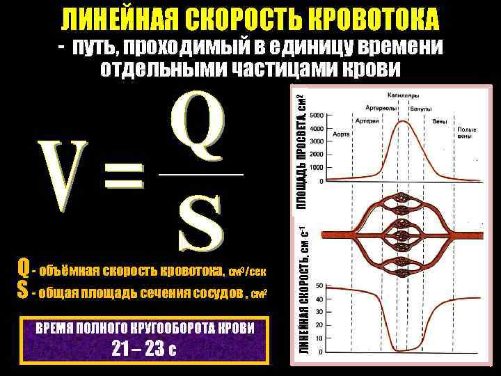 ЛИНЕЙНАЯ СКОРОСТЬ КРОВОТОКА Q - объёмная скорость кровотока, см /сек S - общая площадь