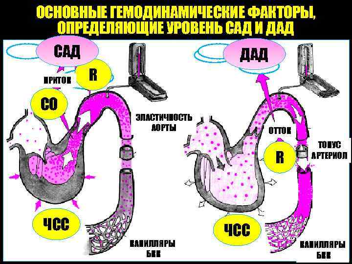 ОСНОВНЫЕ ГЕМОДИНАМИЧЕСКИЕ ФАКТОРЫ, ОПРЕДЕЛЯЮЩИЕ УРОВЕНЬ САД И ДАД САД ПРИТОК СО ДАД R ЭЛАСТИЧНОСТЬ