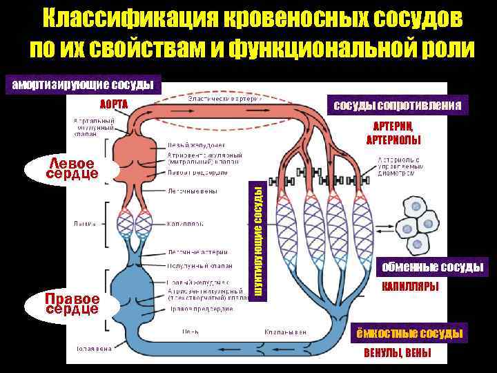 Обмен сосуды