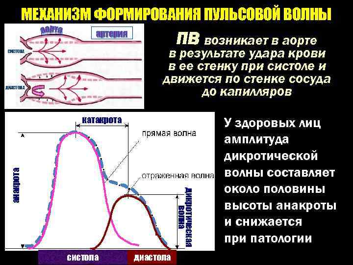 Воздух из области повышенного давления перемещается. Схема формирования пульсовой волны. Механизм формирования пульсовой волны. Механизм образования пульсовой волны. Движение крови в аорте.