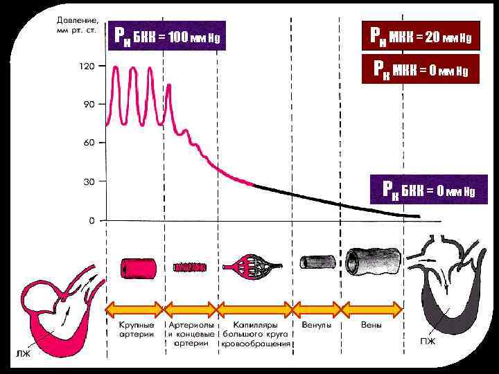 Рн БКК = 100 мм Hg Рн МКК = 20 мм Hg Рк МКК