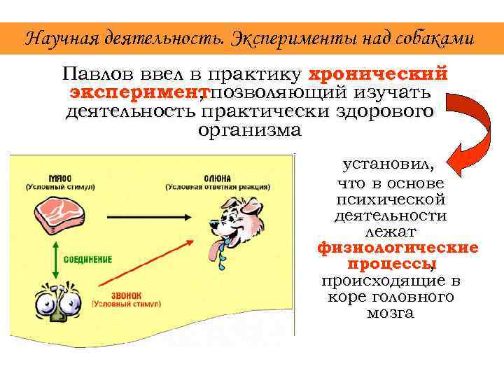 Научная деятельность. Эксперименты над собаками Павлов ввел в практику хронический экспериментпозволяющий изучать , деятельность