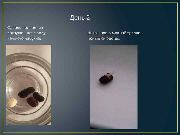 День 2 Фасоль полностью погруженная в воду немного набухла. На фасоли в мокрой тряпке