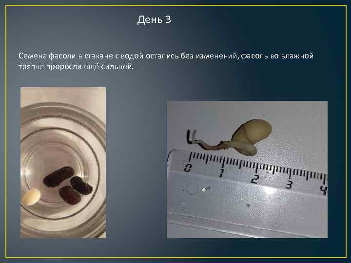 День 3 Семена фасоли в стакане с водой остались без изменений, фасоль во влажной