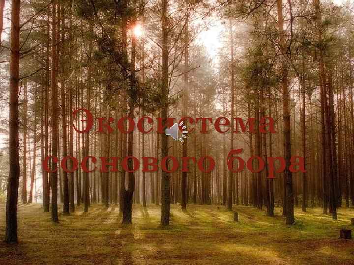 Экосистема соснового бора 