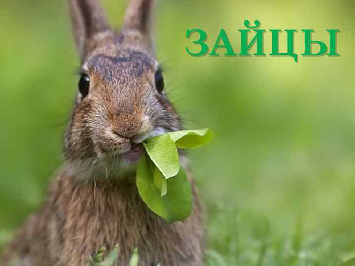 ЗАЙЦЫ 