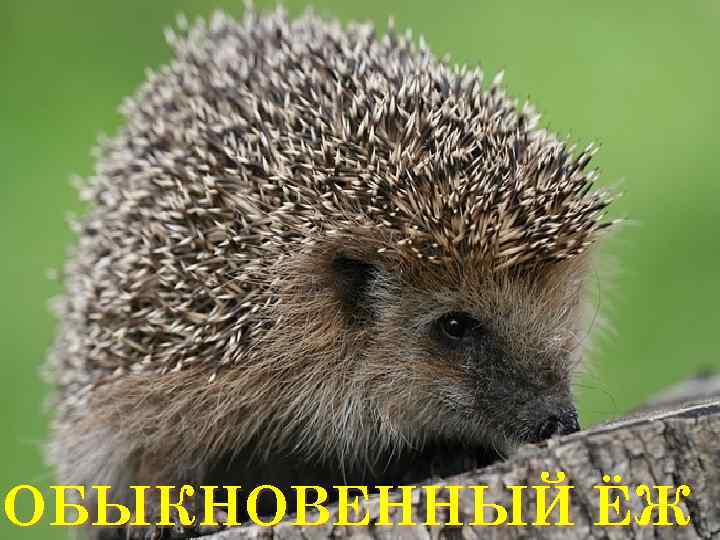 ОБЫКНОВЕННЫЙ ЁЖ 