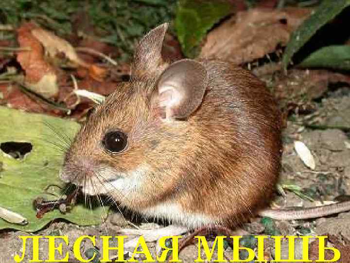 ЛЕСНАЯ МЫШЬ 