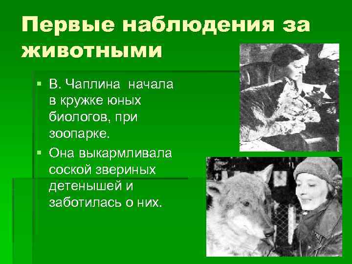 Первые наблюдения за животными § В. Чаплина начала в кружке юных биологов, при зоопарке.