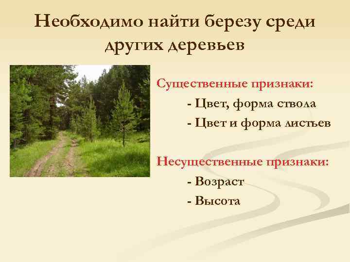 Необходимо найти березу среди других деревьев Существенные признаки: - Цвет, форма ствола - Цвет