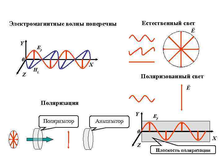 Естественный свет Электромагнитные волны поперечны Y Ey 0 Z X Hz Поляризованный свет Поляризация