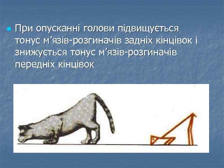 n При опусканні голови підвищується тонус м’язів-розгиначів задніх кінцівок і знижується тонус м’язів-розгиначів передніх