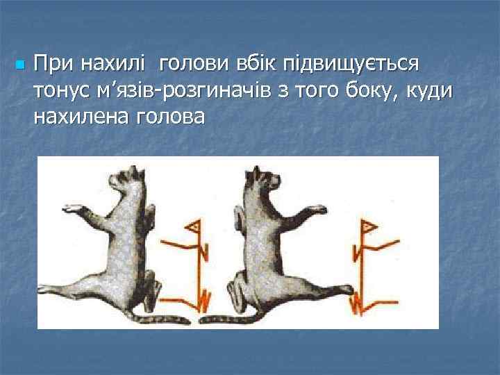 n При нахилі голови вбік підвищується тонус м’язів-розгиначів з того боку, куди нахилена голова