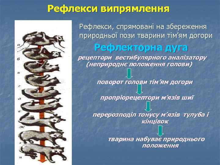 Рефлекси випрямлення Рефлекси, спрямовані на збереження природньої пози тварини тім’ям догори Рефлекторна дуга рецептори