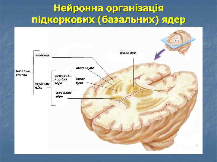 Нейронна організація підкоркових (базальних) ядер 