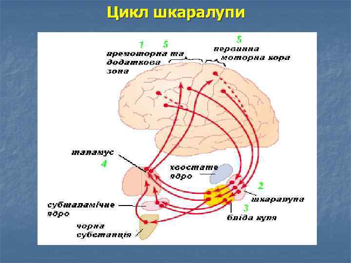 Цикл шкаралупи 