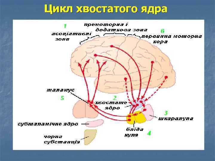 Головка хвостатого ядра образует стенку