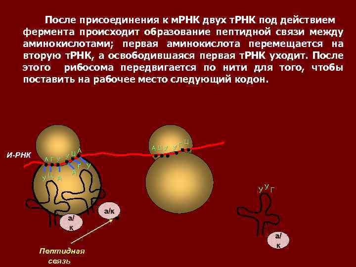 После присоединения к м. РНК двух т. РНК под действием фермента происходит образование пептидной