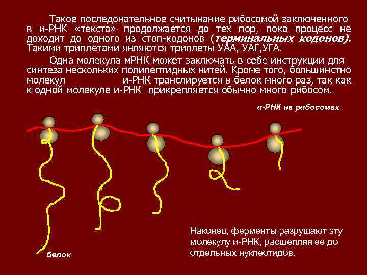 Синтез белка выполняют