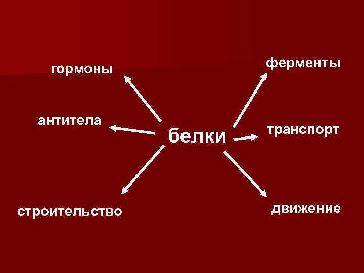 ферменты гормоны антитела строительство белки транспорт движение 