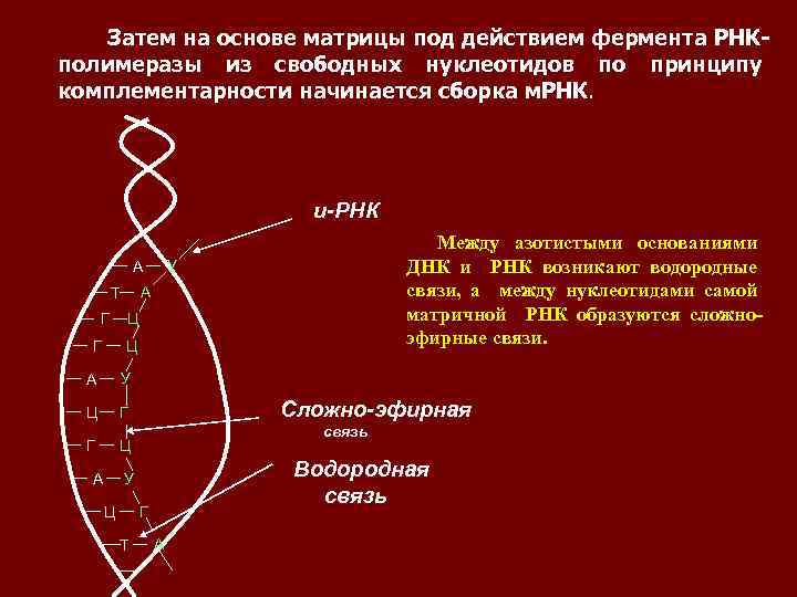 Затем на основе матрицы под действием фермента РНКполимеразы из свободных нуклеотидов по принципу комплементарности