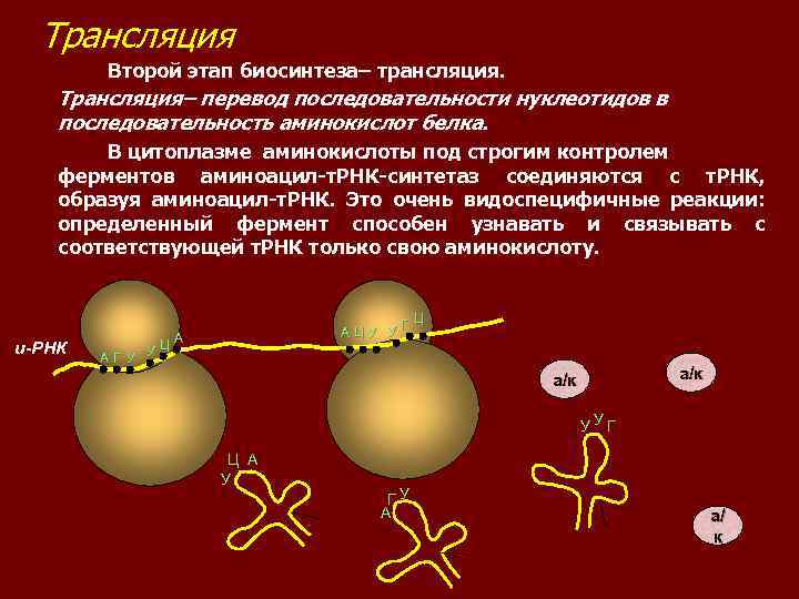 3 этапа синтеза белка