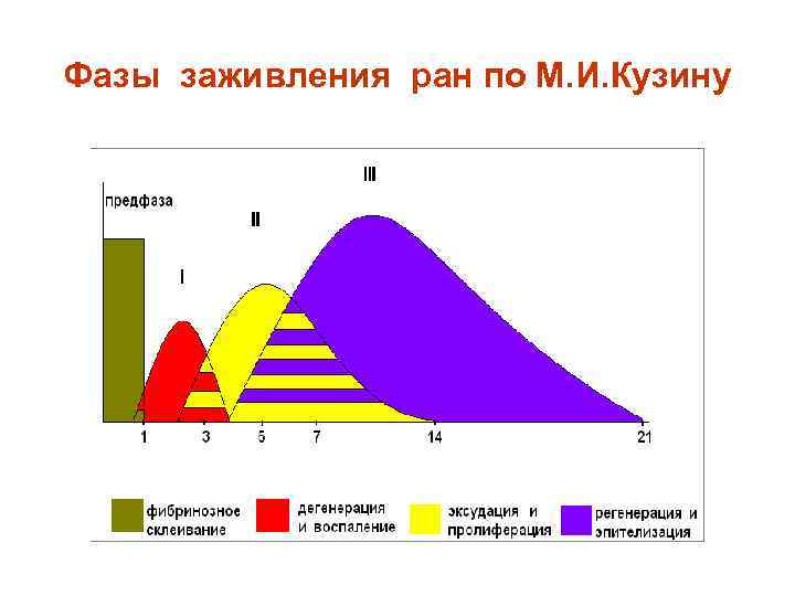 Фазы заживления ран по М. И. Кузину 