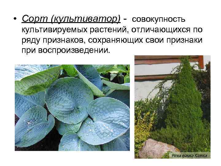  • Сорт (культиватор) - совокупность культивируемых растений, отличающихся по ряду признаков, сохраняющих свои