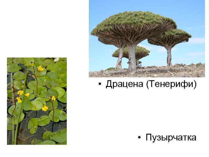  • Драцена (Тенерифи) • Пузырчатка 