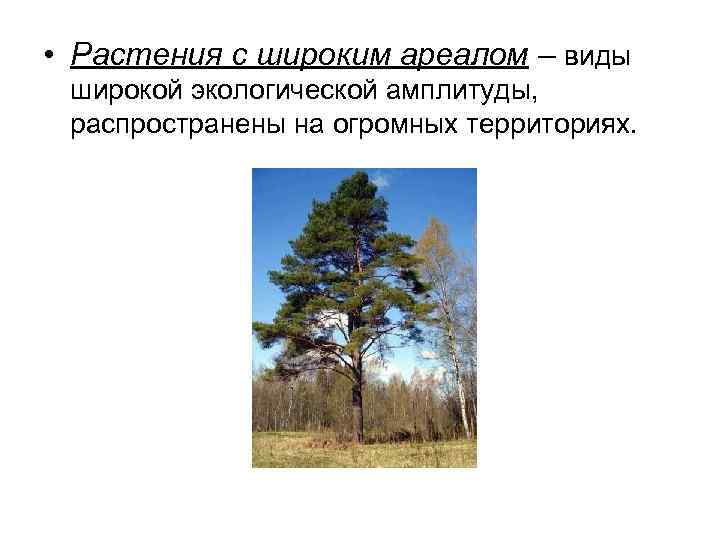  • Растения с широким ареалом – виды широкой экологической амплитуды, распространены на огромных