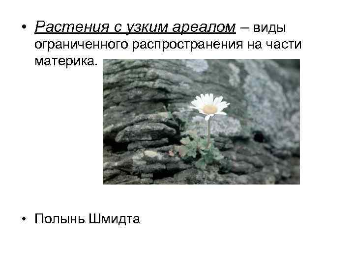  • Растения с узким ареалом – виды ограниченного распространения на части материка. •