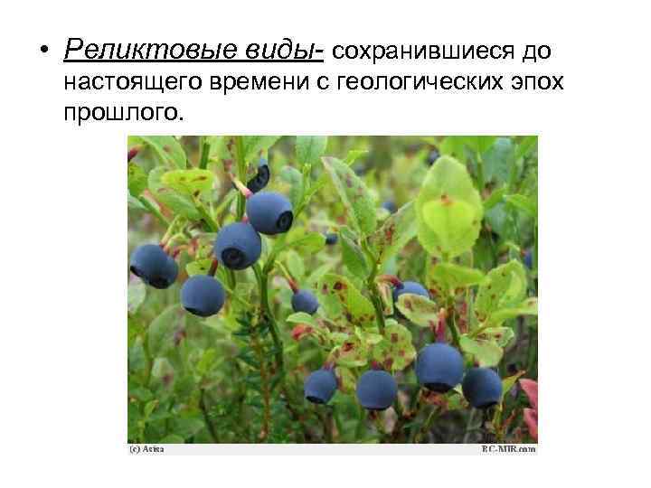  • Реликтовые виды- сохранившиеся до настоящего времени с геологических эпох прошлого. 