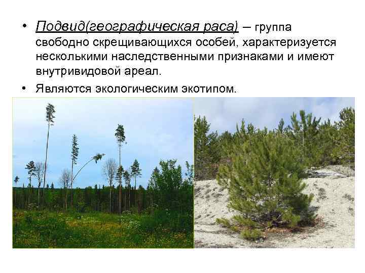  • Подвид(географическая раса) – группа свободно скрещивающихся особей, характеризуется несколькими наследственными признаками и