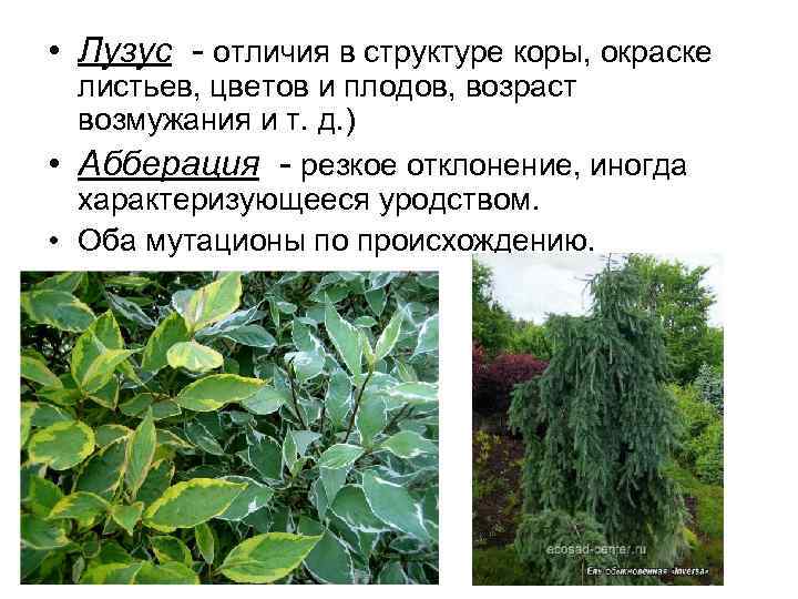  • Лузус - отличия в структуре коры, окраске листьев, цветов и плодов, возраст