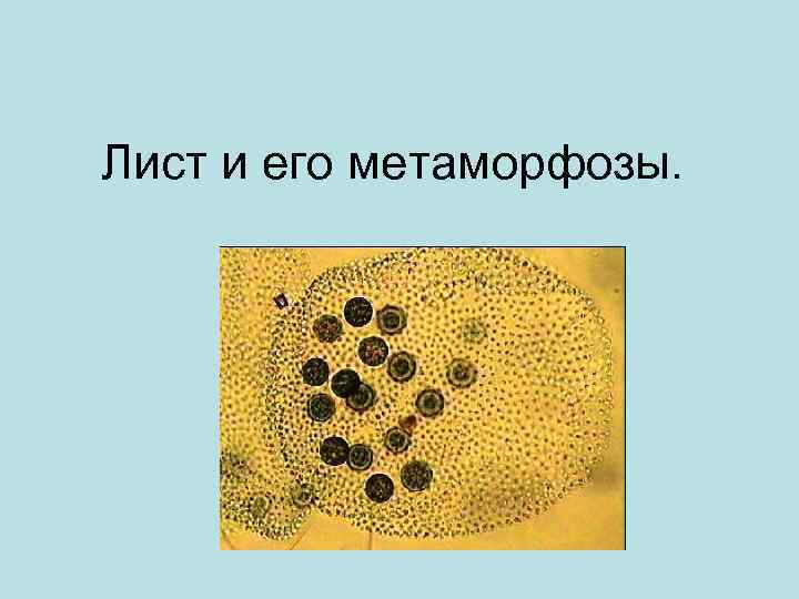 Лист и его метаморфозы. 