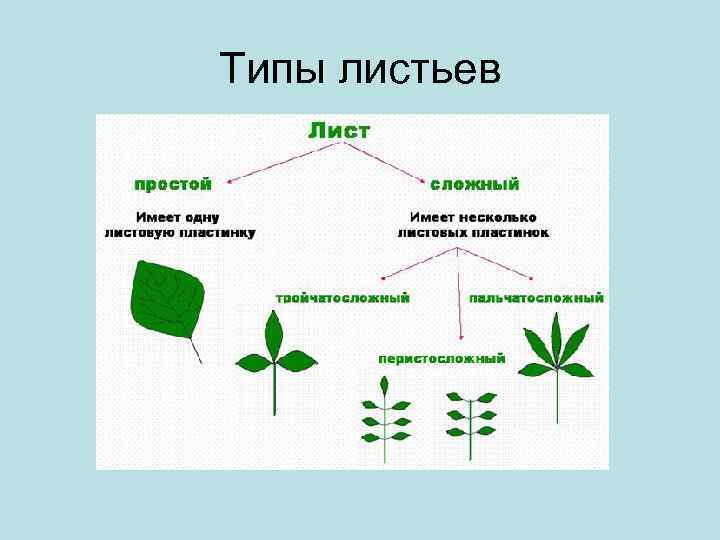 Типы листьев 
