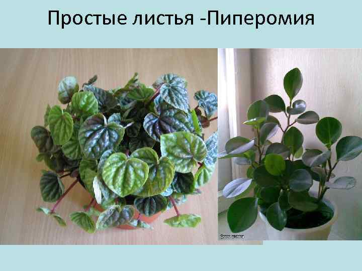 Простые листья -Пиперомия 