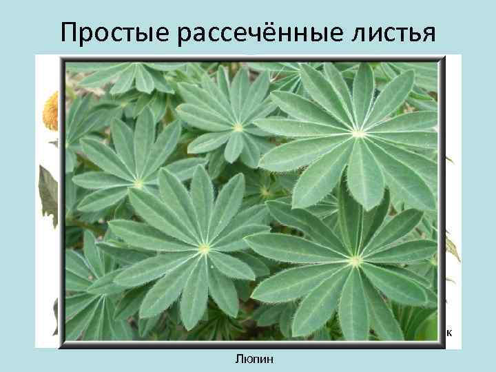 Простые рассечённые листья Пустырник Люпин 